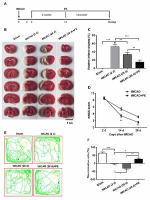 Physical Exercise Promotes Novel Object Recognition Memory in Spontaneously Hypertensive Rats after Ischemic Stroke by Promoting Neural Plasticity in the Entorhinal Cortex